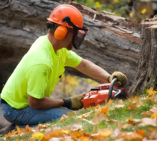 tree services Edison